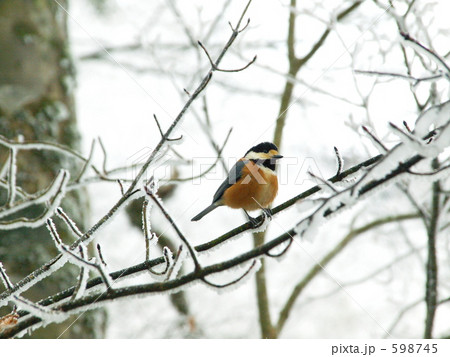 霧氷とヤマガラ 598745