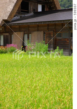 白川郷と水田 599307