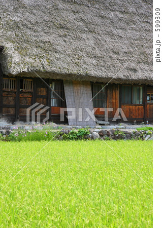 白川郷と水田 白川郷と水田 599309