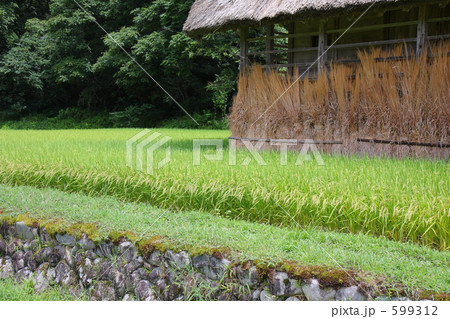 夏の水田と納屋 夏の水田と納屋 599312