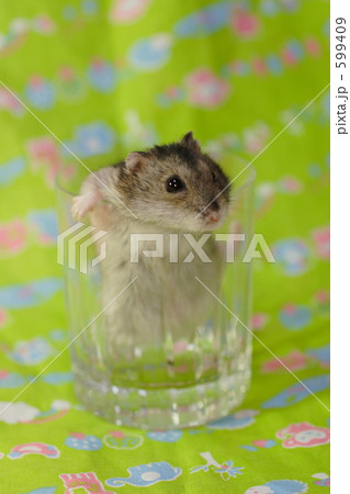 なかよしハムスター 599409