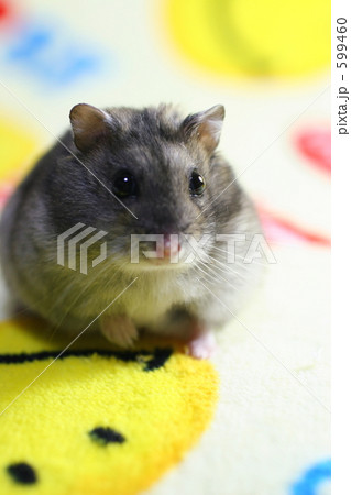 なかよしハムスター 599460