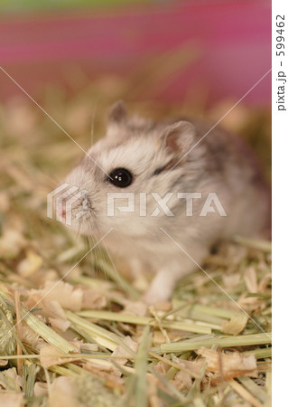 なかよしハムスター 599462