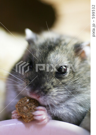 なかよしハムスター なかよしハムスター 599532