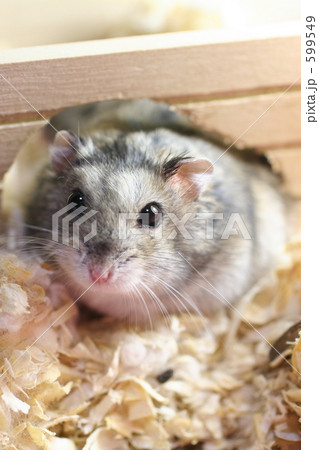 なかよしハムスター 599549