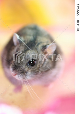 なかよしハムスター 599583