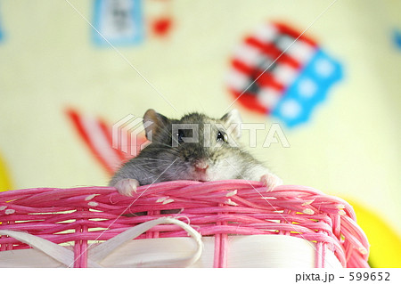 なかよしハムスター なかよしハムスター 599652