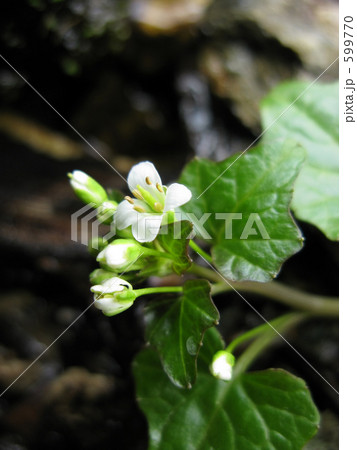 山奥に咲いた天然山葵の花 山奥に咲いた天然山葵の花 599770