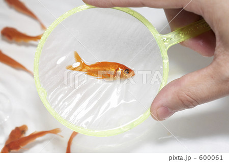 金魚すくい 600061