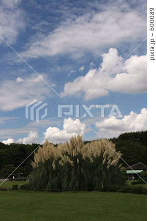 神代植物公園の芝生広場 600089