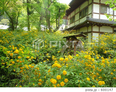 山吹と水車 600147