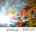 太陽と紅葉 600325