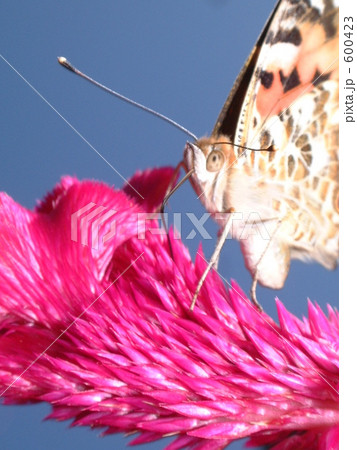 花の上のアカタテハ 600423