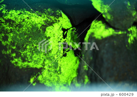 光り輝くヒカリゴケ 光り輝くヒカリゴケ 600429