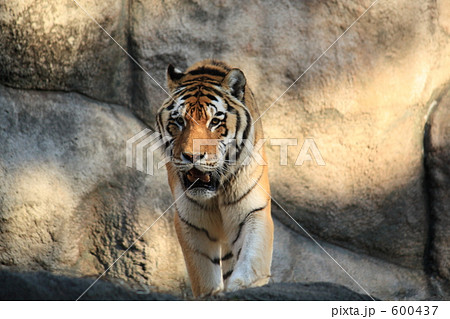 向かってくるトラ 600437