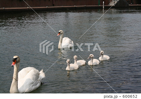 スイスイと泳ぐコブハクチョウの親鳥と雛鳥たち 600652