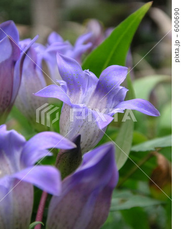 紫の花 600690