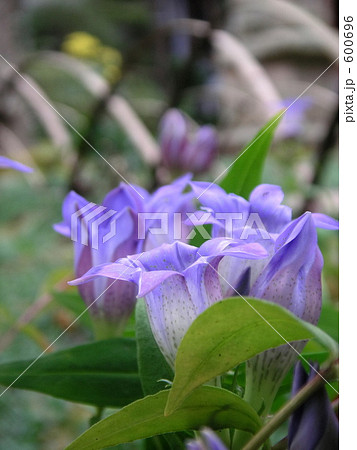 竜胆の横顔 600696