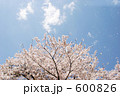 桜吹雪 600826