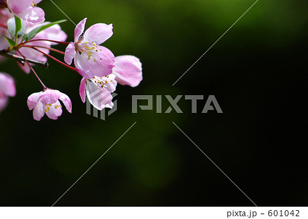 姫りんごの花 2 姫りんごの花 2 601042