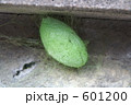 知ってますか？ヤママユ 601200