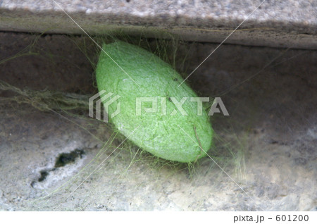 知ってますか？ヤママユ 601200