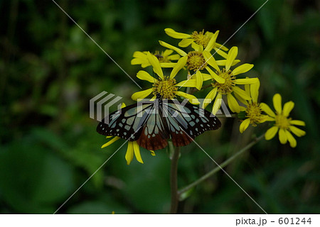 石蕗（ツワブキ）とアサギマダラ 601244