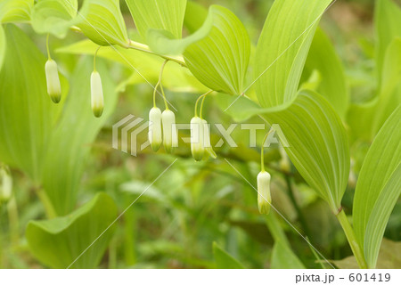 野の花 アマドコロ の写真素材