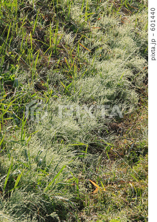 朝の畦 朝の畦 601440