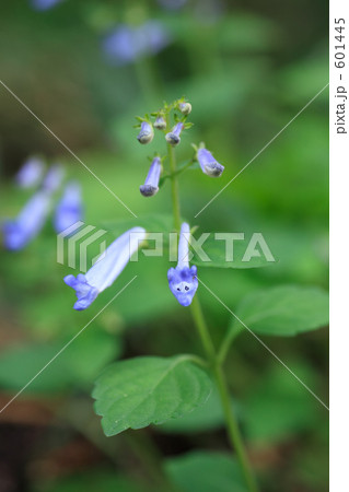 アキチョウジ 601445