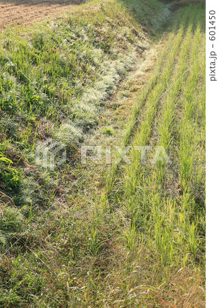 朝の畦 601450
