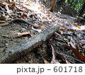 木の根 601718