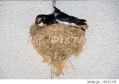 つばめの巣 602119