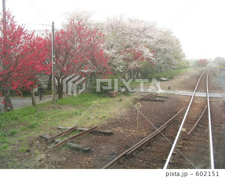 桜の気賀駅 桜の気賀駅 602151