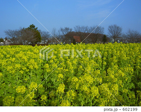 大宮第三公園の菜の花畑 602199
