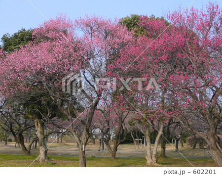 大宮第二公園の梅 602201