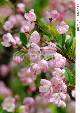 姫りんごの花　３ 602231