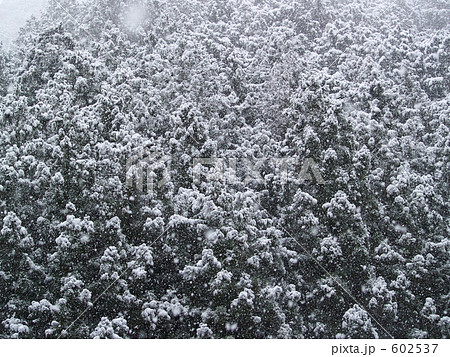 杉山に雪降り続く 602537