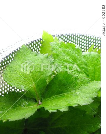 みずみずしいミツバ 602582