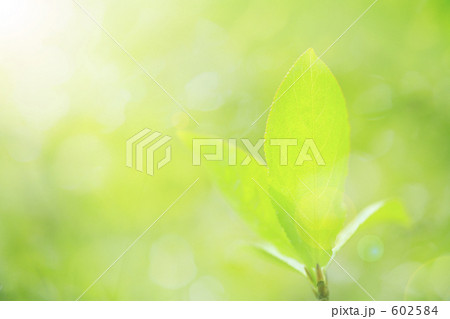 新緑 新緑 602584