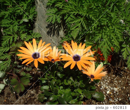 オステオスペルマム　春 602813