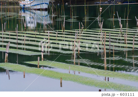 アオサの海苔養殖 アオサの海苔養殖 603111