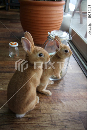 なんだ!?なんだ!? なんだ!?なんだ!? 603113