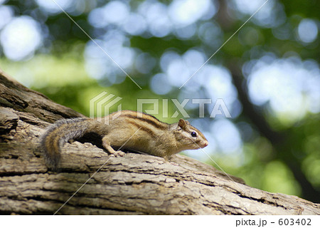 北海道の山の中で、シマリス発見! 北海道の山の中で、シマリス発見! 603402