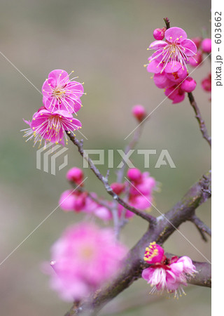 南光梅 南光梅 603662