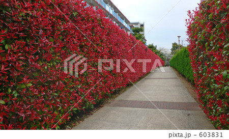 見事な生垣 603831