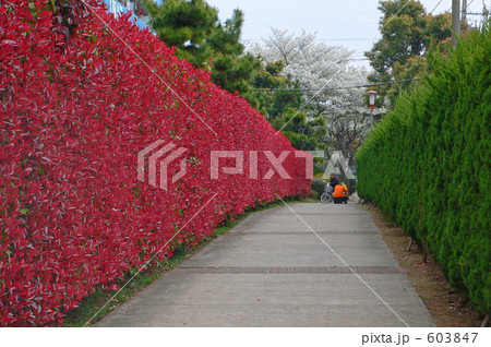 見事な生垣 603847