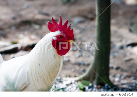 ニワトリ ニワトリ 603914