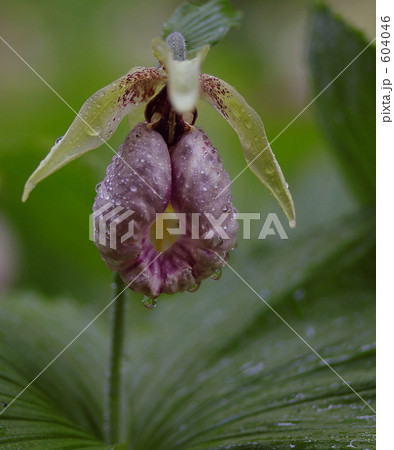 爽やかなクマガイソウ 604046