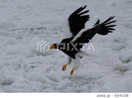 流氷に降りるオオワシの勇士 流氷に降りるオオワシの勇士 604106